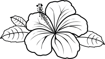 lily flower isolated on white