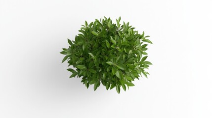 A 3D top view of a lush green tree isolated on a transparent background, showcasing vibrant leaves and natural textures.