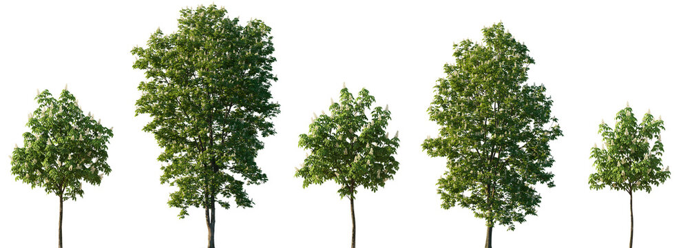 Chestnut trees isolated png on a transparent background premium cutout