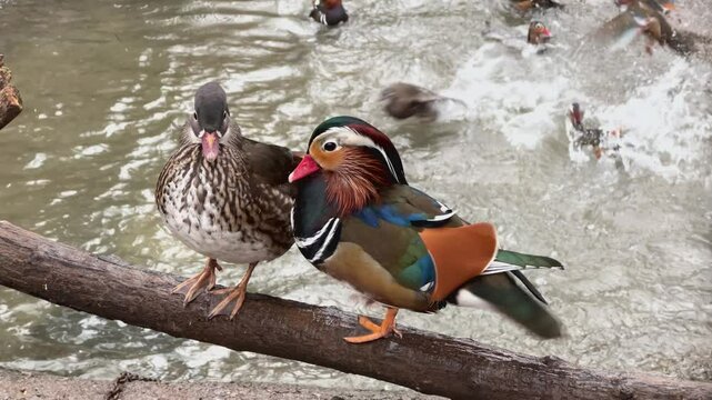 A family of mandarin ducks (Aix galericulata) rest in a park near a pond.