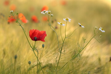 fiore di papavero in primavera