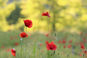 fiori di papavero in primavera in un campo