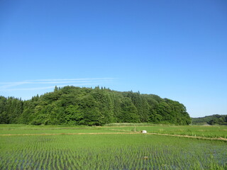初夏の農村風景