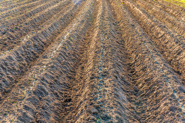 Rows of furrows on Agricultural landscape near a farm, a plowed field in the countryside. The...