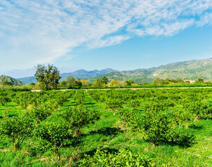 Fototapeta premium view at beautiful fruit trees in garden valley with green gardens and mountains with blue sky on background of landscape