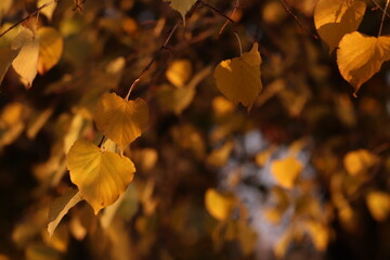 Obraz premium foglie nel bosco in autunno