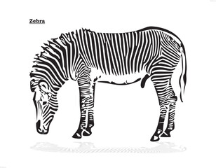 Abstract Black and White Zebra Pattern Background.