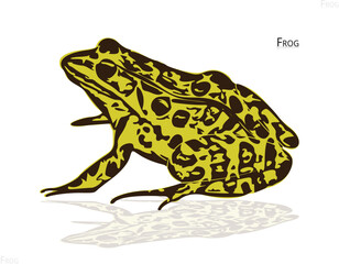 frog on white background.