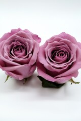 Close-up of two purple roses sitting side by side on a white surface
