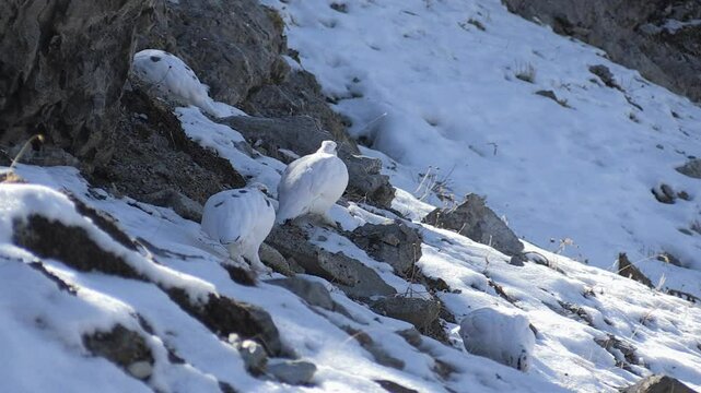 Ptarmigan (Lagopus mutus) Pernice bianca
