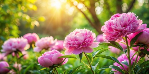Fototapeta premium Soft pink peony flowers in a garden setting with lush greenery and sunlight filtering through the trees, garden of love, romantic setting