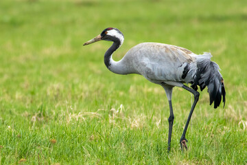 The common crane, Eurasian crane (Grus grus)
