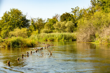 Naturschutzgebiet Taubergießen / Altrhein am Oberrhein