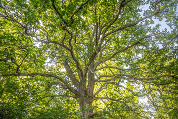 Naturschutzgebiet Taubergießen / Altrhein am Oberrhein