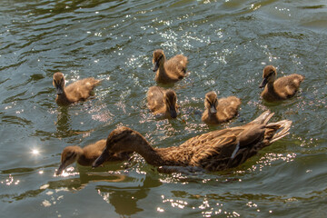 Naturschutzgebiet Taubergießen / Altrhein am Oberrhein