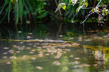 Naturschutzgebiet Taubergießen / Altrhein am Oberrhein