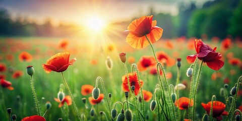 Fototapeta premium Minimalist Red Poppy Field, Lush Green Grass, Summer Meadow, Countryside Landscape