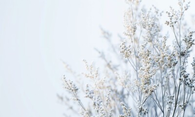 Fototapeta premium Frozen Grass On White Background