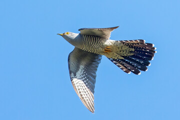 Common cuckoo, European cuckoo or Eurasian cuckoo (Cuculus canorus)