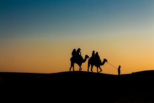 silhouette of camel in desert