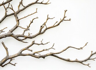 Obraz premium Dried tree branches against a white background, high-definition photography. --ar 128:93 --v 6.1 Job ID: 52100be2-65c0-41fc-86b4-6b7b5464dd01