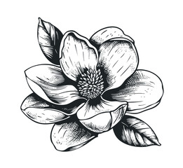 Magnolia flower with leaves sketch Vector illustration © BigJoy