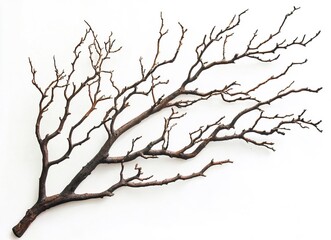Dried tree branches with no leaves on a white background. Isolated dead, leafless tree top silhouette with many branches in the winter season. Silhouette of a dry tree without foliage. 