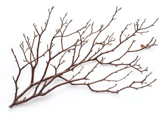 Obraz premium Dried tree branches with no leaves on a white background. Isolated dead, leafless tree top silhouette with many branches in the winter season. Silhouette of a dry tree without foliage. 