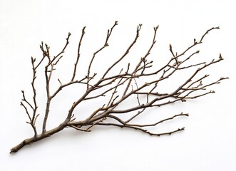 Obraz premium Dried tree branches with no leaves on a white background. Isolated dead, leafless tree top silhouette with many branches in the winter season. Silhouette of a dry tree without foliage. 