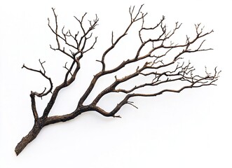 Obraz premium Dried tree branches with no leaves on a white background. Isolated dead, leafless tree top silhouette with many branches in the winter season. Silhouette of a dry tree without foliage. 