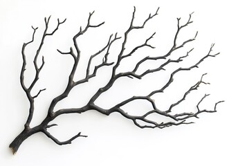 Dried tree branches with no leaves on a white background. Isolated dead, leafless tree top silhouette with many branches in the winter season. Silhouette of a dry tree without foliage. 