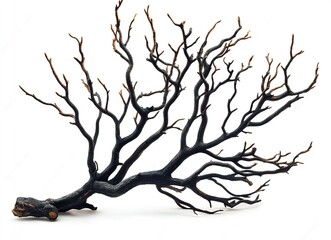 Obraz premium Dried tree branches with no leaves on a white background. Isolated dead, leafless tree top silhouette with many branches in the winter season. Silhouette of a dry tree without foliage. 