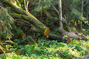 Fallen tree trunk covered in moss lies on the forest floor surrounded by lush green vegetation in a serene woodland setting
