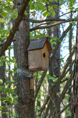 Birdhouse built into a tree surrounded by lush greenery in a tranquil forest setting