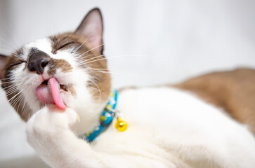 Cute domestic cat on white background