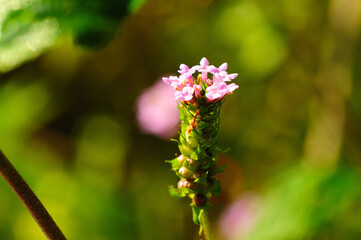 flower of the plant called Melissa (MELISSA OFFICINALIS)
