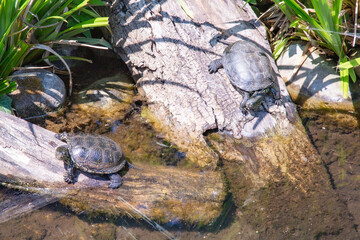 Schildkröten im Zoo