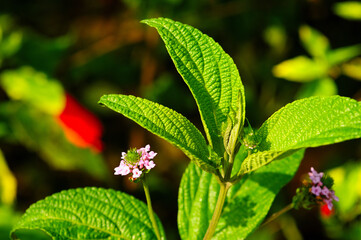 flower of the plant called Melissa (MELISSA OFFICINALIS)