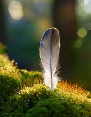 柔らかな苔の上に置かれた一本の羽、朝日で輝く小さな露