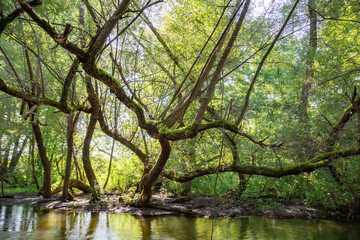 Taubergießen Eindrücke
