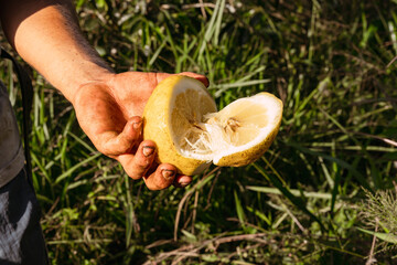 Colombian farmer's hand cutting and holding citron with machete in Riosucio, Colombia in a village in the Andean mountains of the Colombian coffee region.
