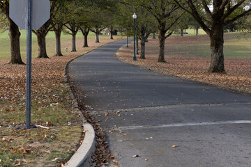 Obraz premium Road through two rows of trees