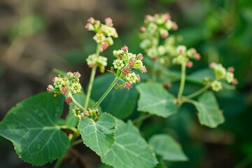 Close up of jatropha gossypiifolia, commonly known as bellyache bush, showcasing its unique flowers and foliage