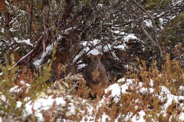 Bennett's Wallaby in the snow, Walls of Jerusalem National Park, Tasmania, Australia