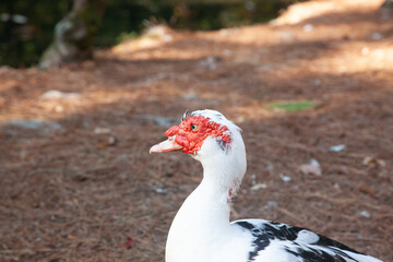 Black and white duck on the ground