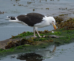 The great black-backed gull is the largest member of the gull family. It is a very aggressive hunter, pirate, and scavenger which breeds on the coasts and islands of the North Atlantic.