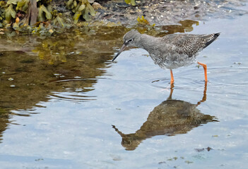 Redshanks' most distinctive features are their bright orange-red legs. They have a medium-length bill and an orange base to match.