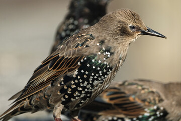 Starlings are small to medium-sized passerine birds in the family Sturnidae, common name of Sturnid.