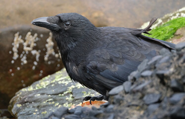 A crow is a bird of the genus Corvus, or more broadly, a synonym for all of Corvus. The word 