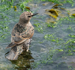 Starlings are small to medium-sized passerine birds in the family Sturnidae, common name of Sturnid.